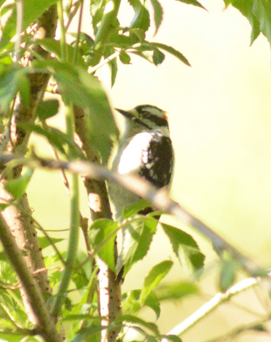 Downy Woodpecker - ML616965337