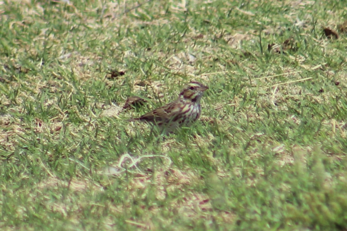 Savannah Sparrow (Savannah) - ML616965338