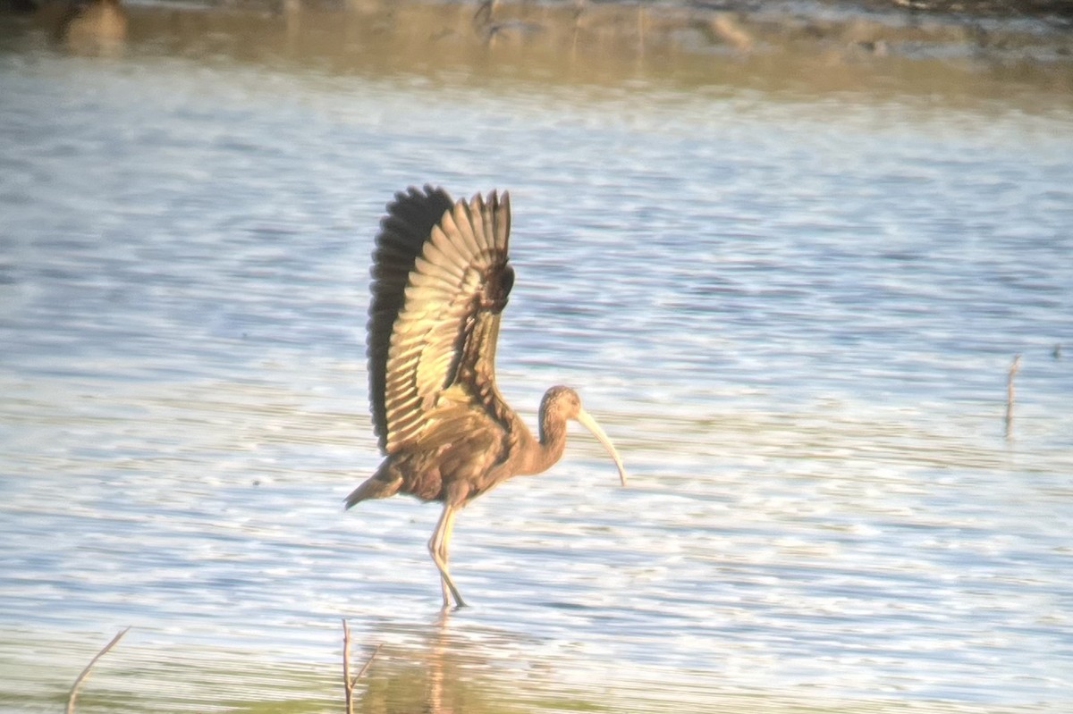 ibis americký - ML616965373