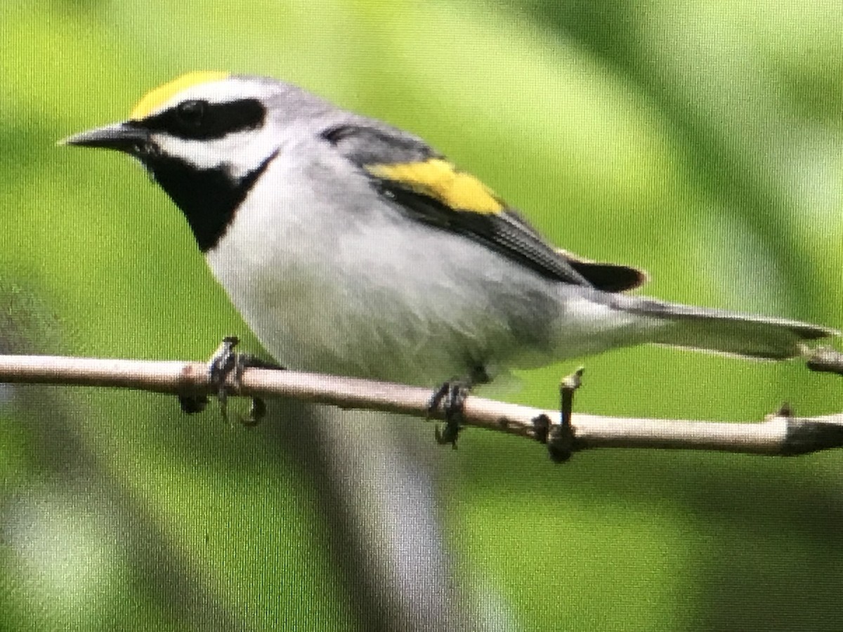 Golden-winged Warbler - ML616965383