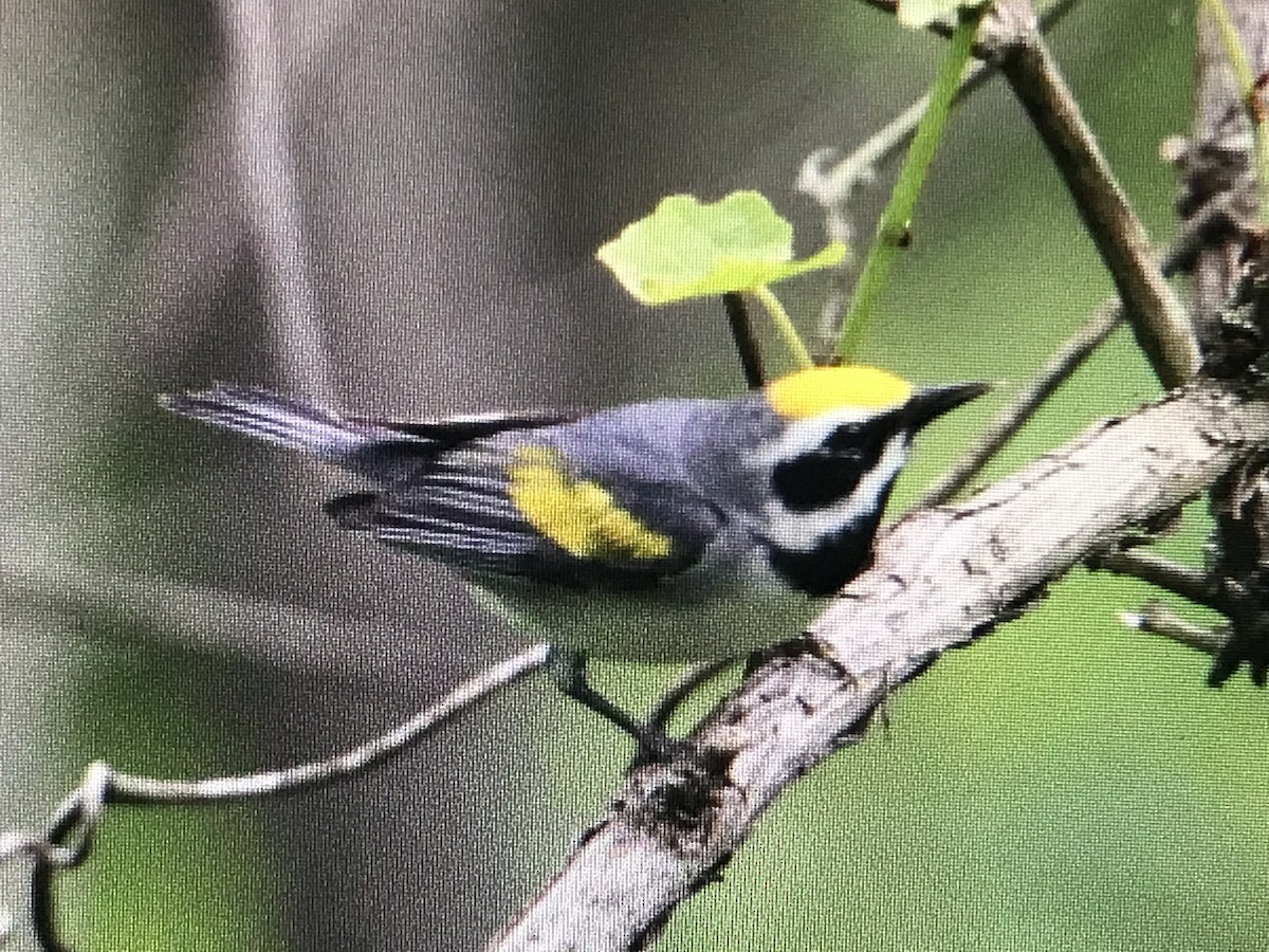 Golden-winged Warbler - ML616965384