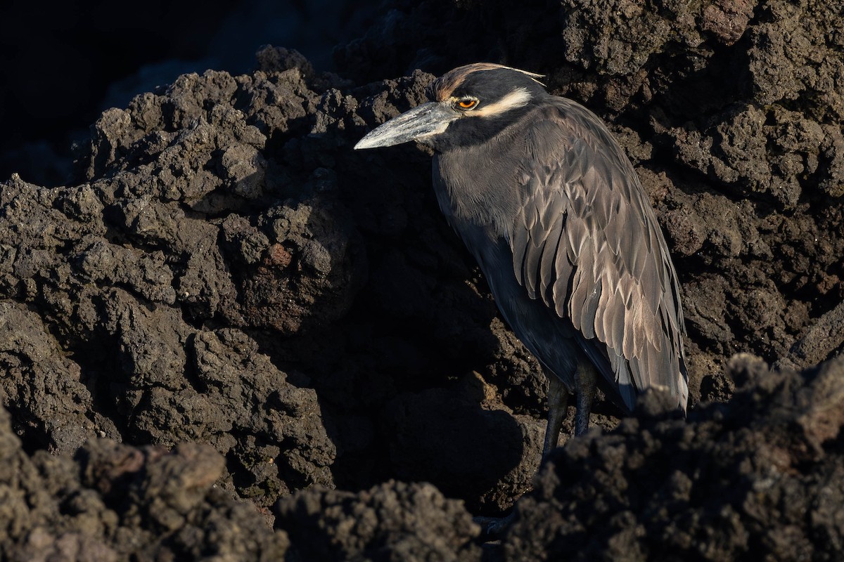 Yellow-crowned Night Heron (Galapagos) - ML616965407