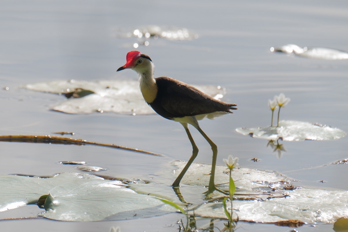 Comb-crested Jacana - ML616965486