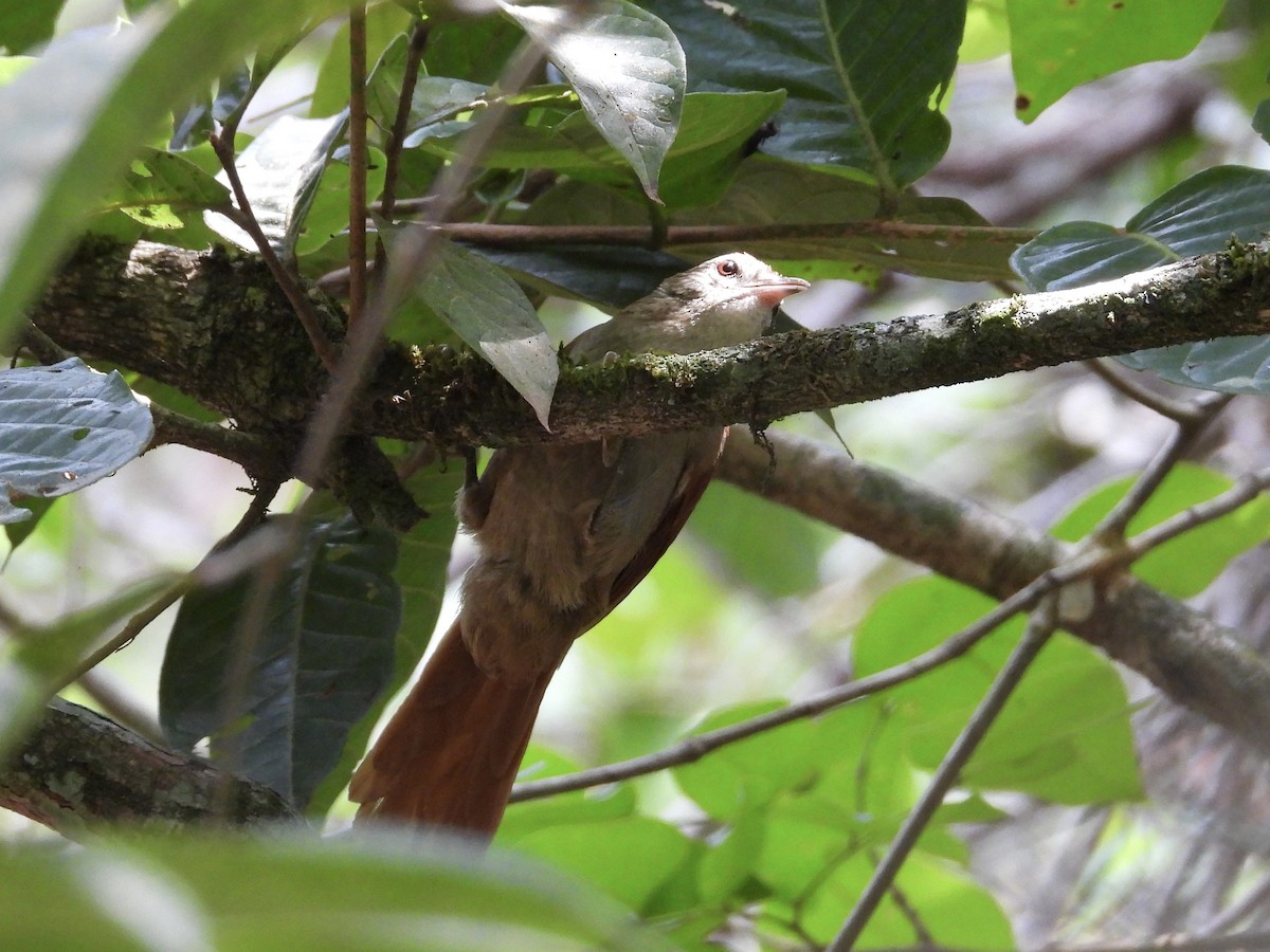 Rusty-backed Spinetail - Luis Zuñiga /Horses Cartagena tours