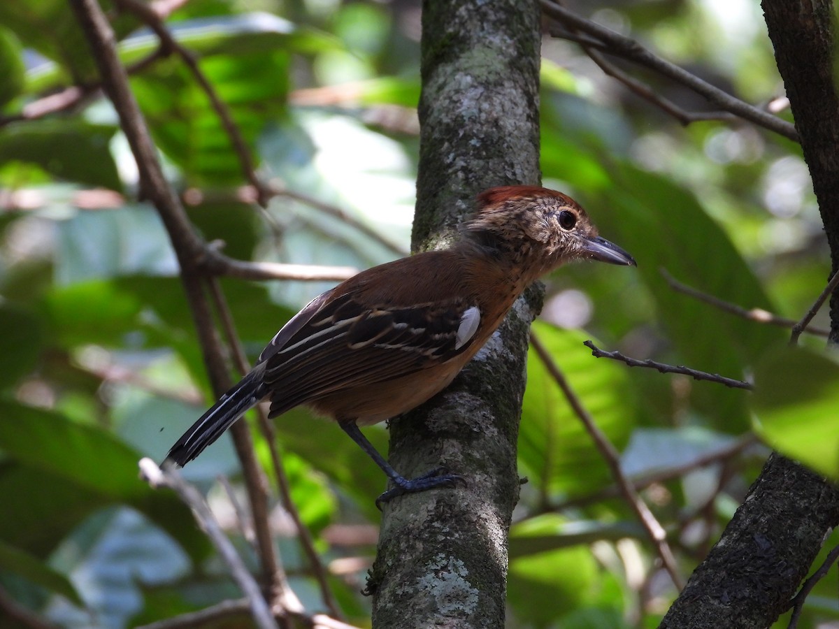 Rusty-backed Spinetail - ML616965528