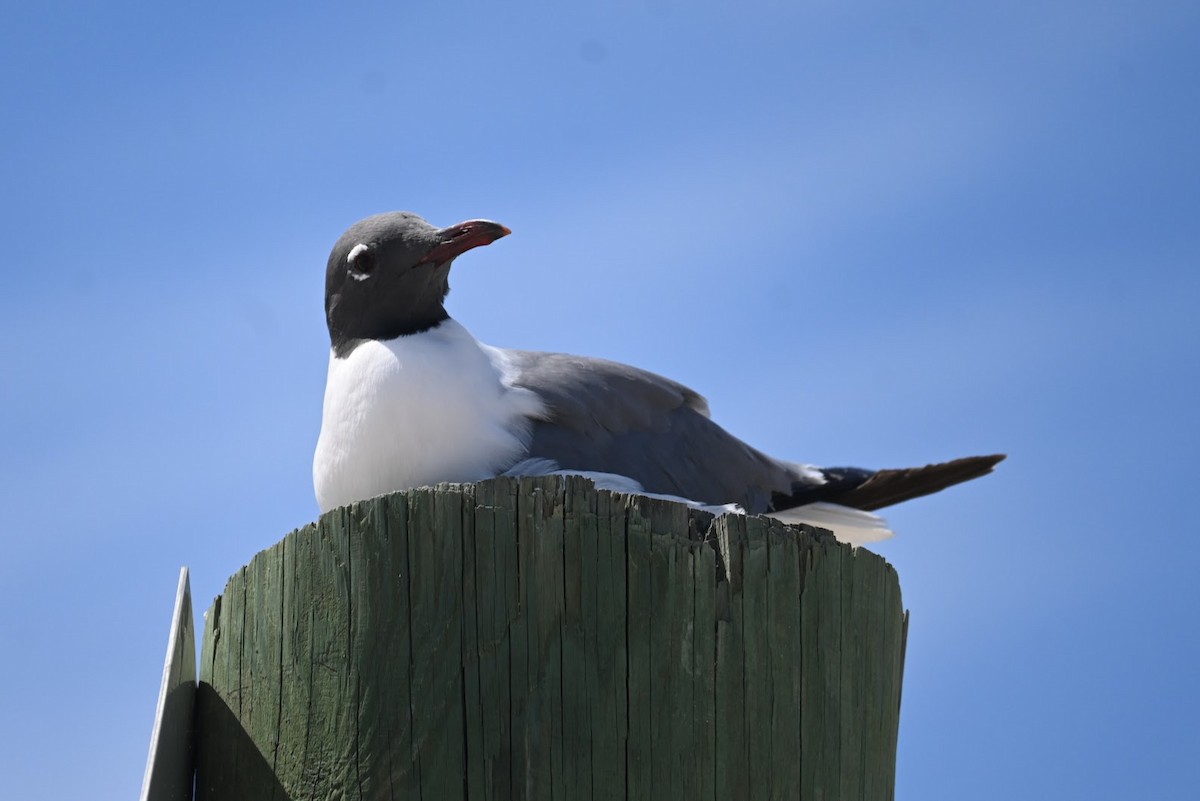 Laughing Gull - ML616965536