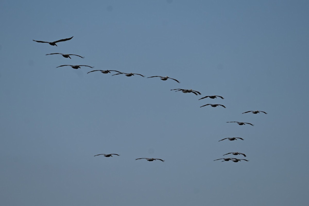 Brown Pelican - ML616965546