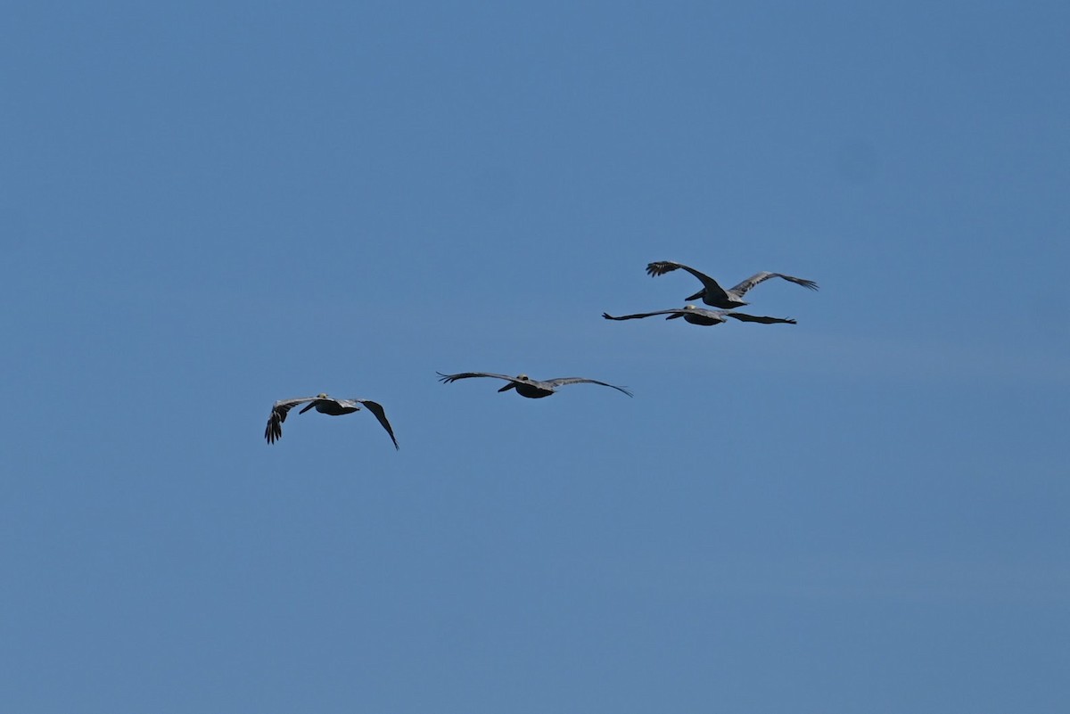 Brown Pelican - ML616965551