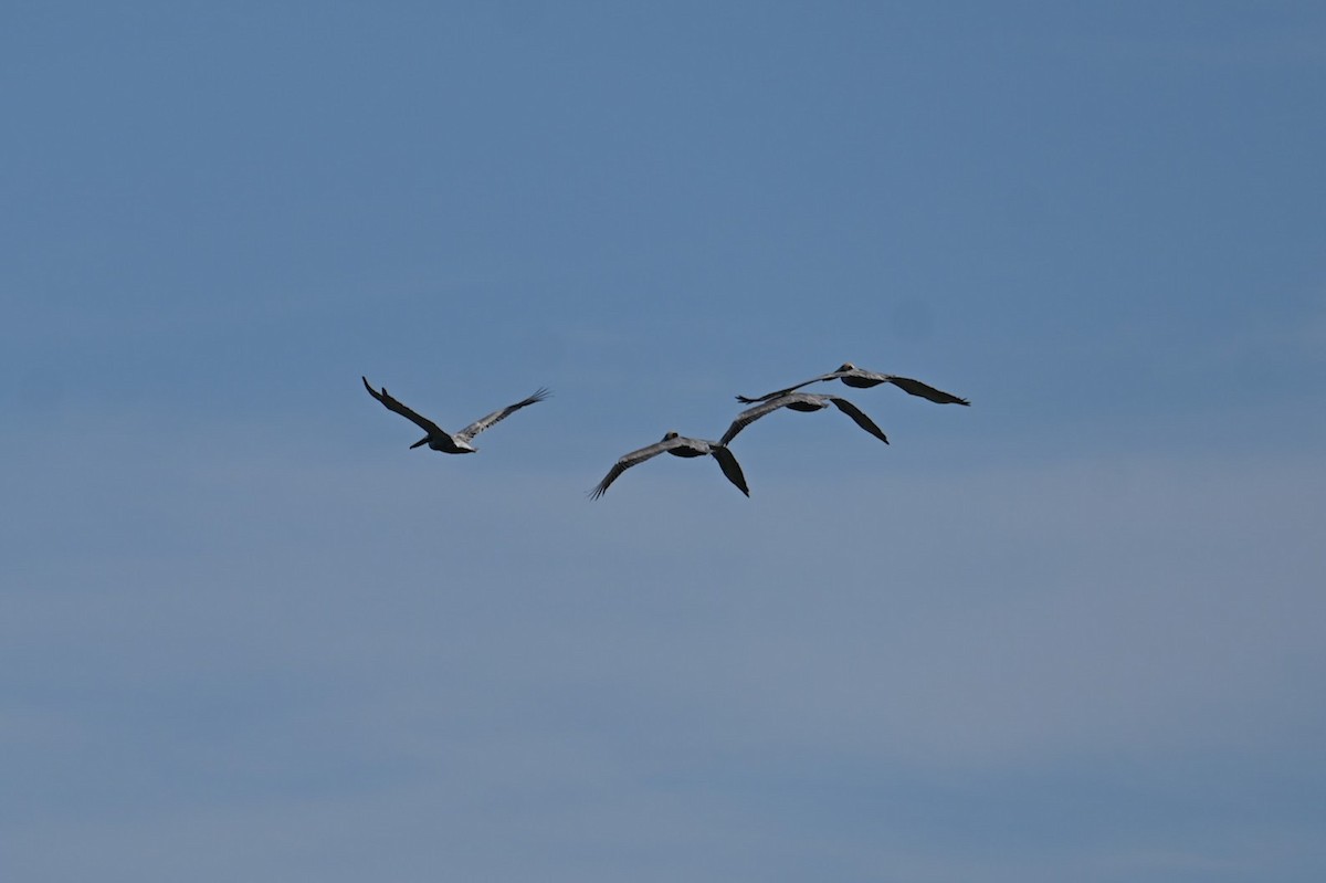Brown Pelican - ML616965553