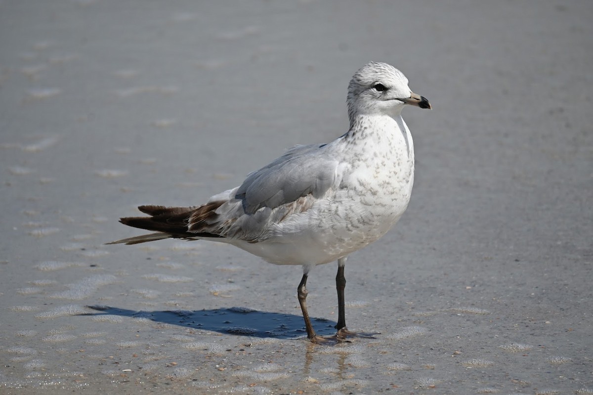 Ring-billed Gull - ML616965560