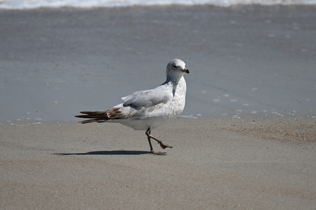 Ring-billed Gull - ML616965564
