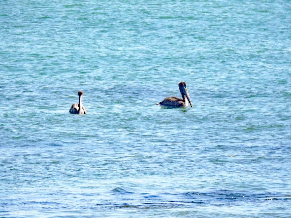 pelikán hnědý - ML616965588