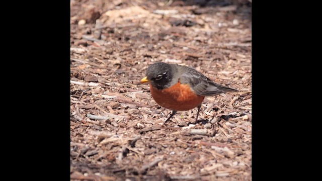 American Robin - ML616965621