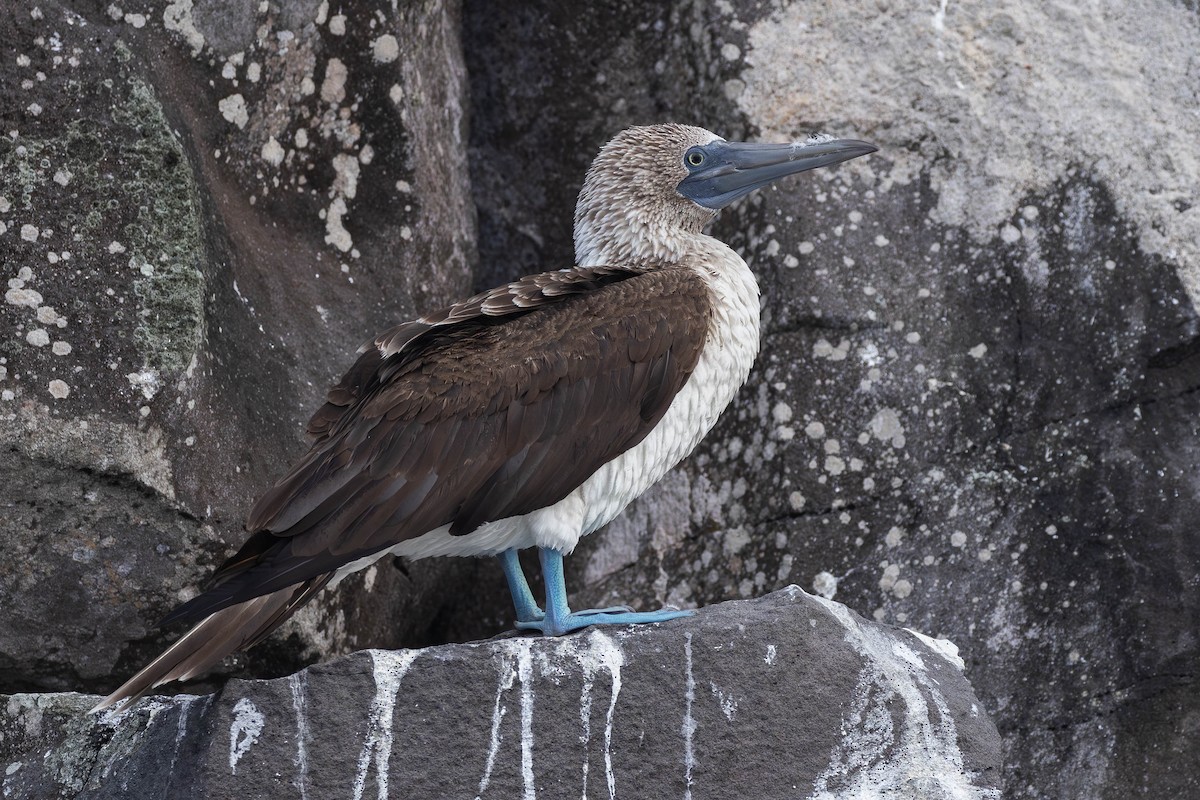 Blue-footed Booby - Alex Lamoreaux