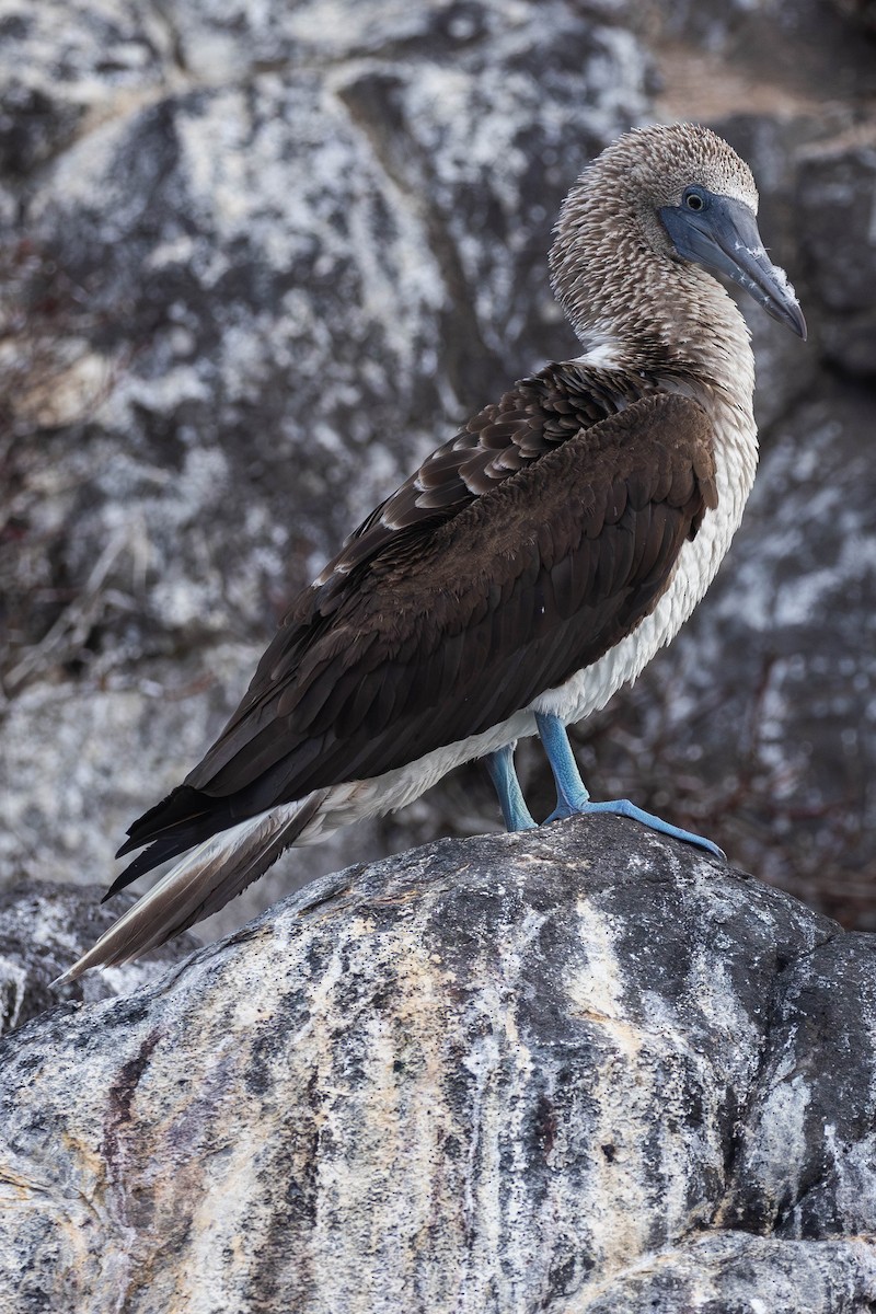 Blue-footed Booby - Alex Lamoreaux
