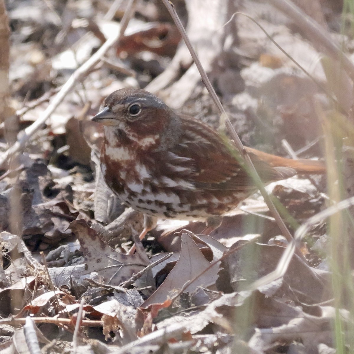 Fox Sparrow (Red) - ML616965634