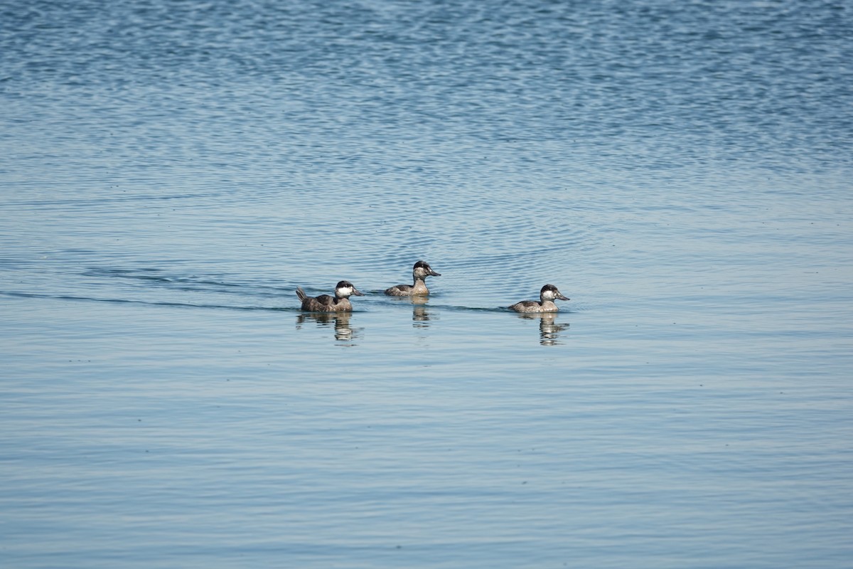 Ruddy Duck - ML616965646