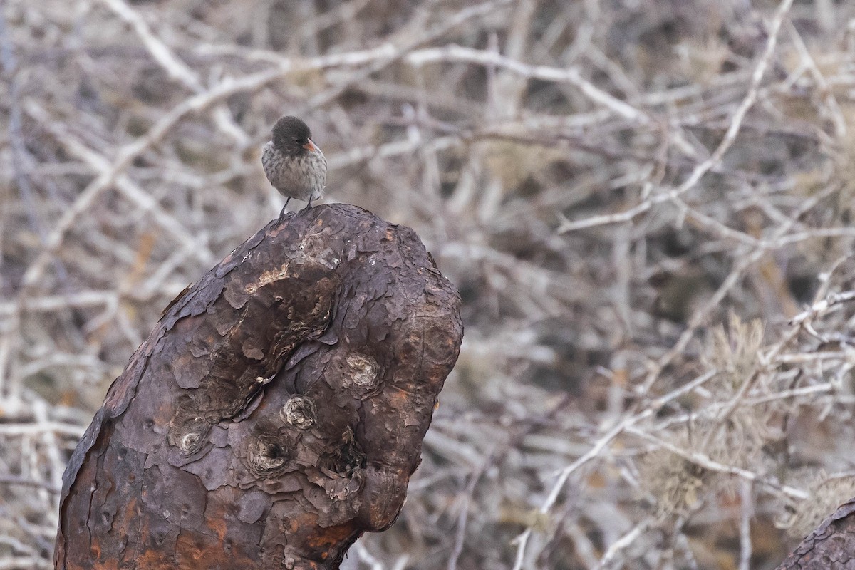 Medium Ground-Finch - ML616965660