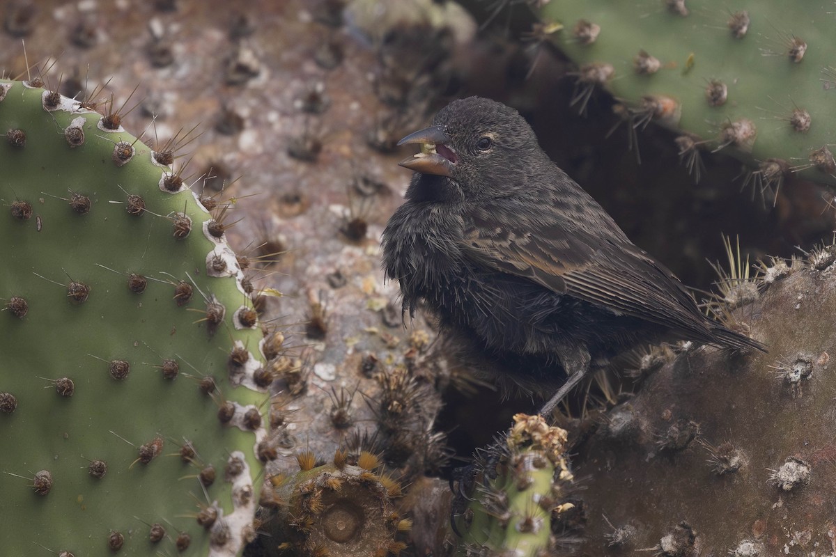 Common Cactus-Finch - Alex Lamoreaux