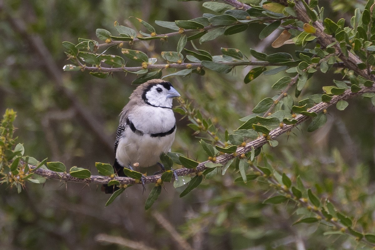 Double-barred Finch - ML616965664