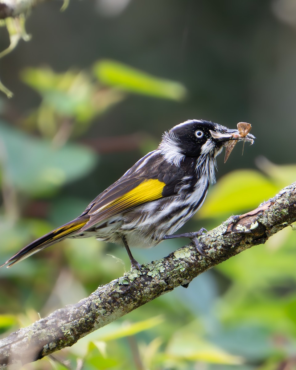 New Holland Honeyeater - ML616965679