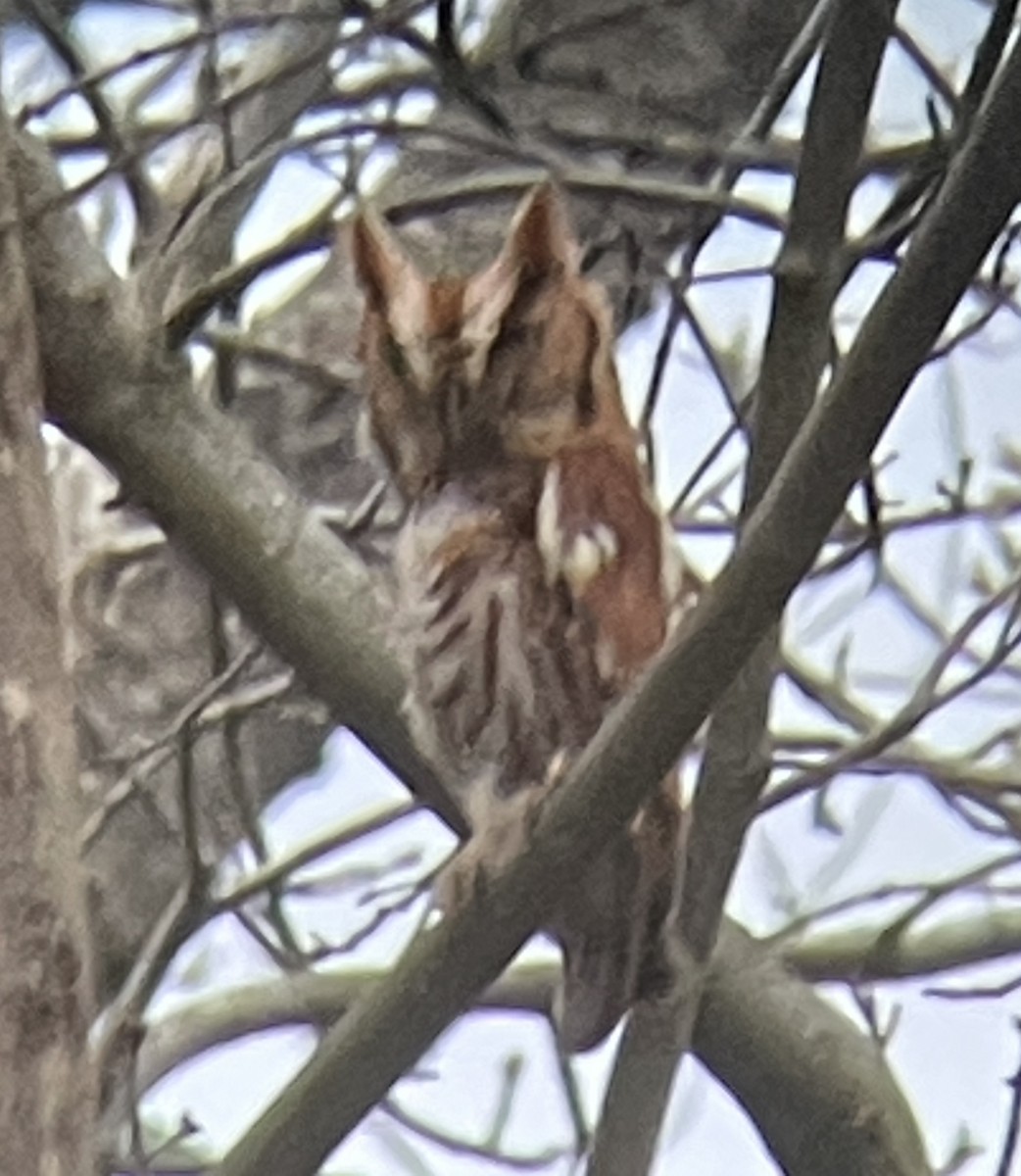 Eastern Screech-Owl - ML616965685