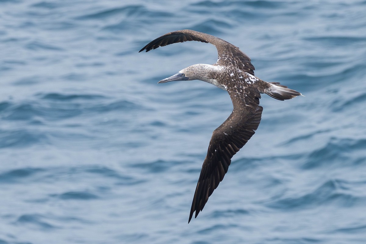 Blue-footed Booby - Alex Lamoreaux