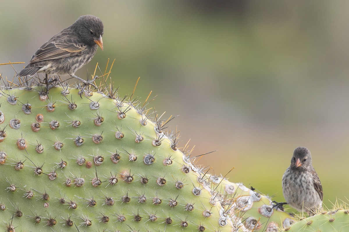 Common Cactus-Finch - Alex Lamoreaux