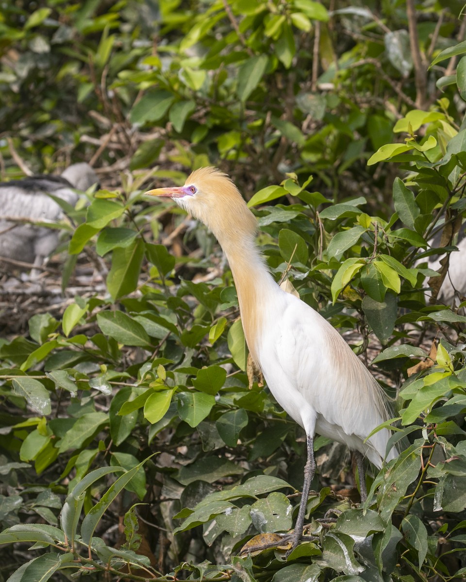 Eastern Cattle-Egret - ML616965818