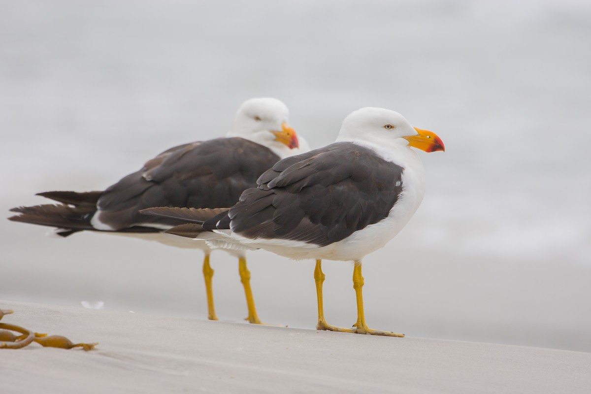 Pacific Gull - ML616965839