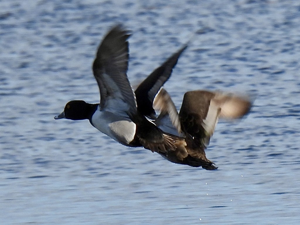 Ring-necked Duck - ML616965883