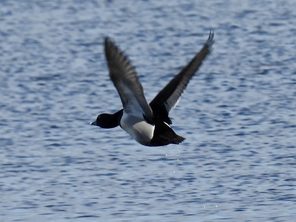 Ring-necked Duck - ML616965884