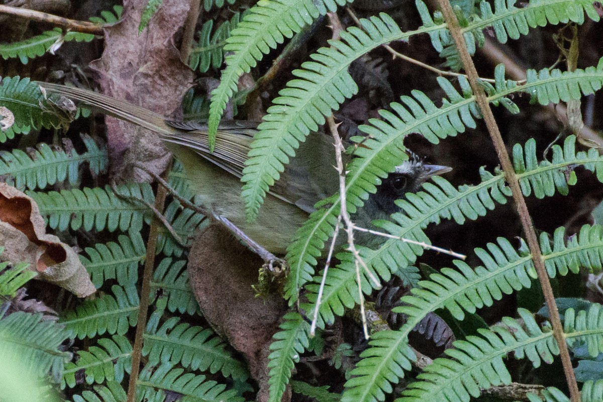 Black-cheeked Warbler - ML616965891