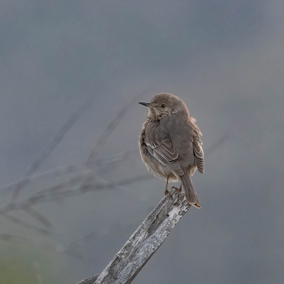 Sage Thrasher - Ron Riley