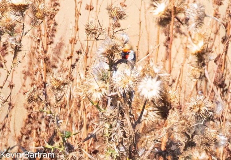 European Goldfinch (European) - Kevin Bartram