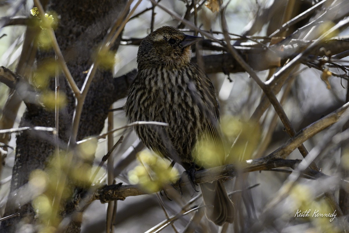 Red-winged Blackbird - ML616966000