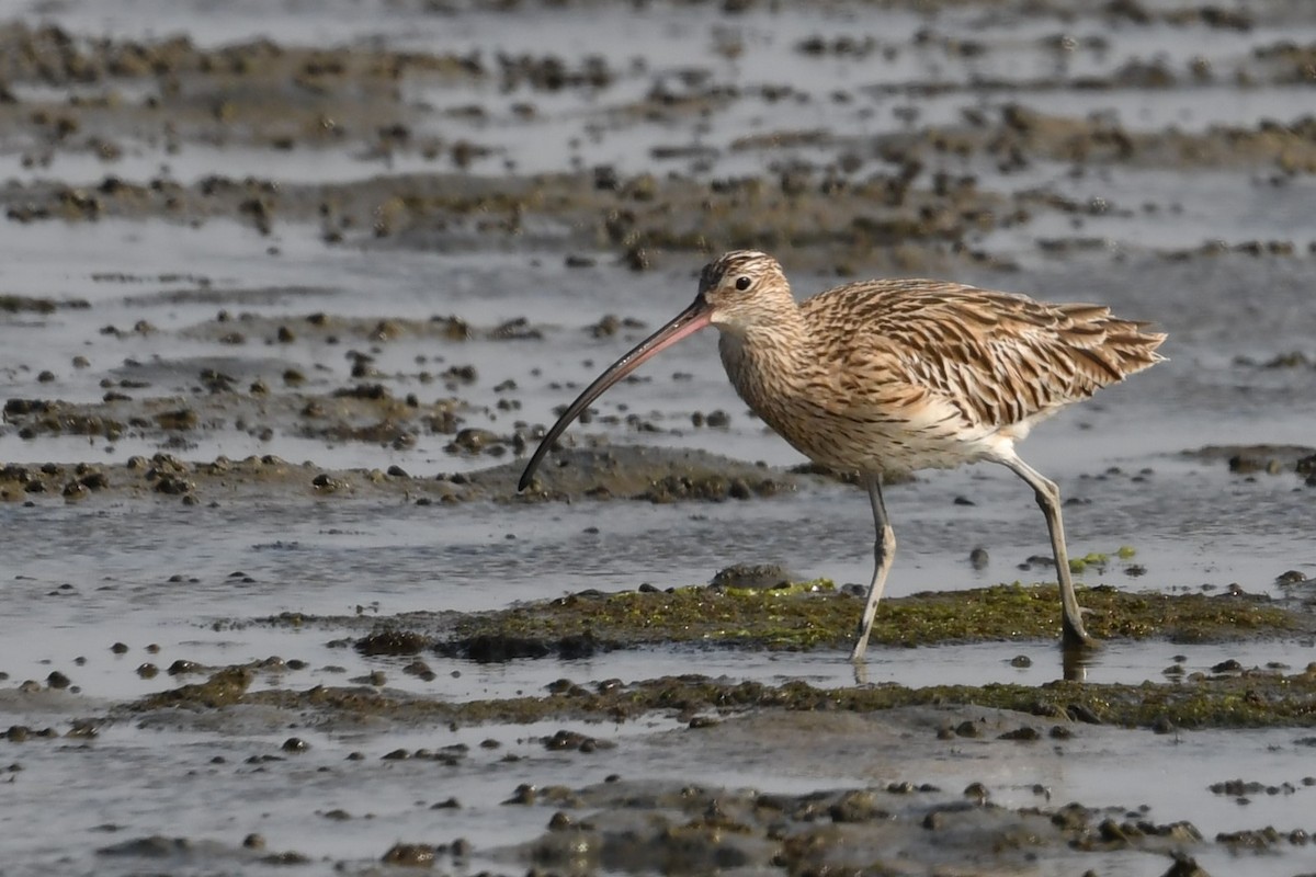 Eurasian Curlew - ML616966078