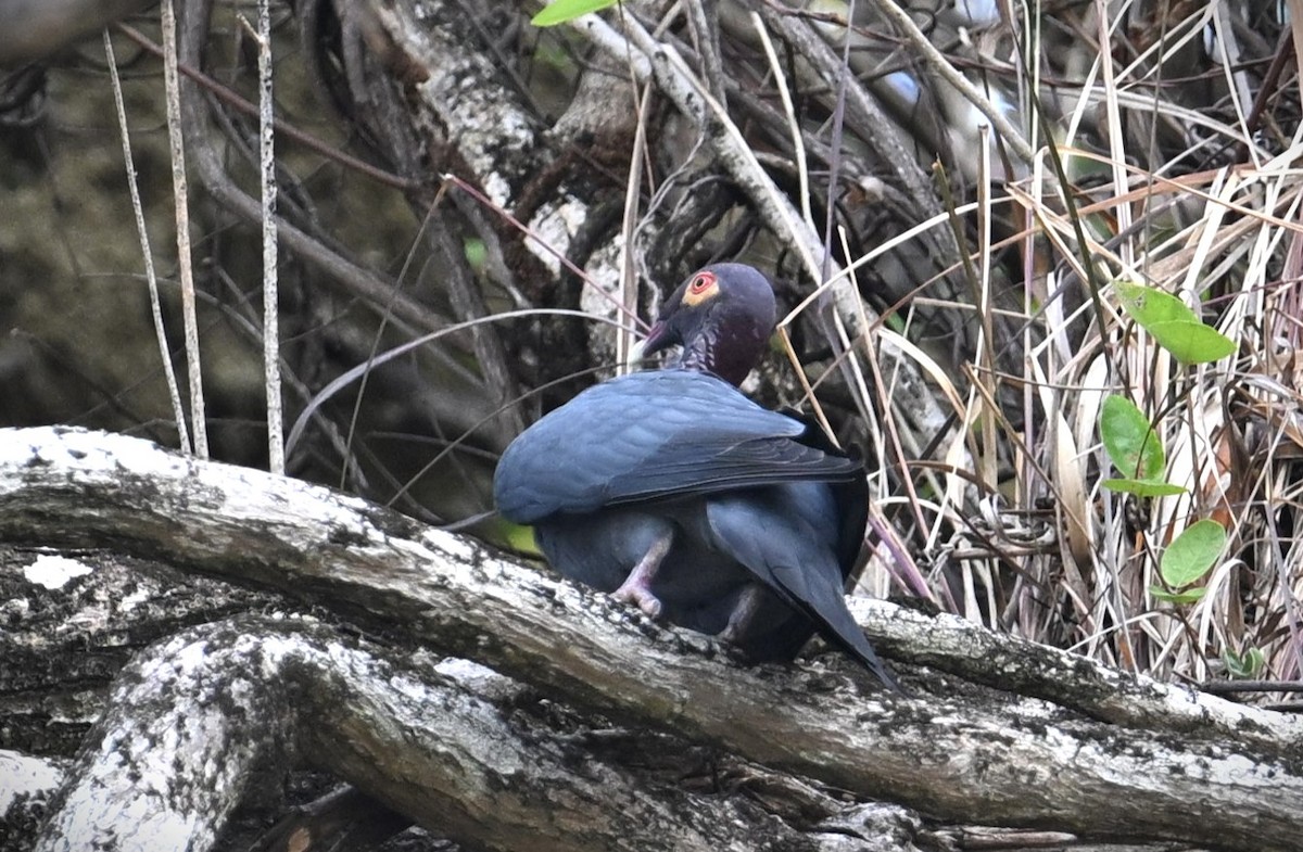 Scaly-naped Pigeon - Wayne Wauligman