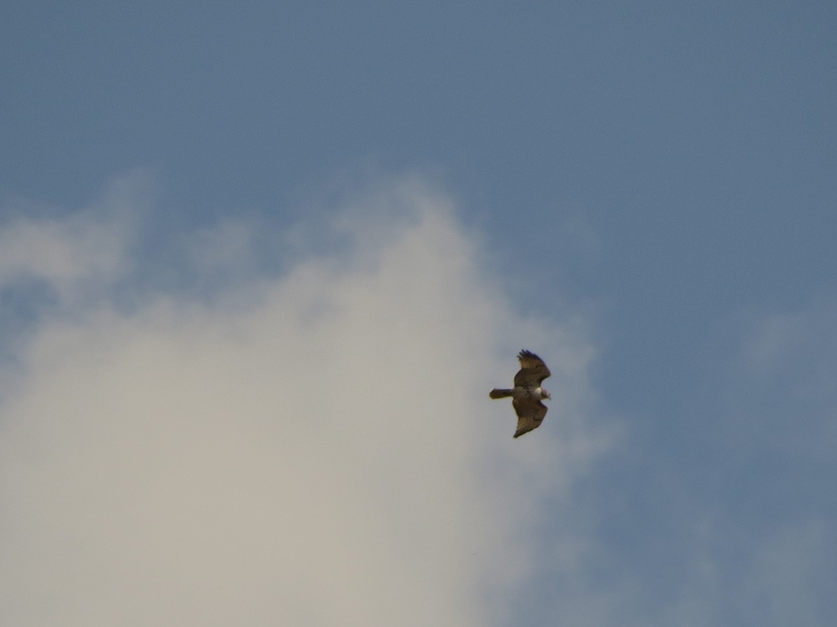 Red-tailed Hawk - Rachael Casey