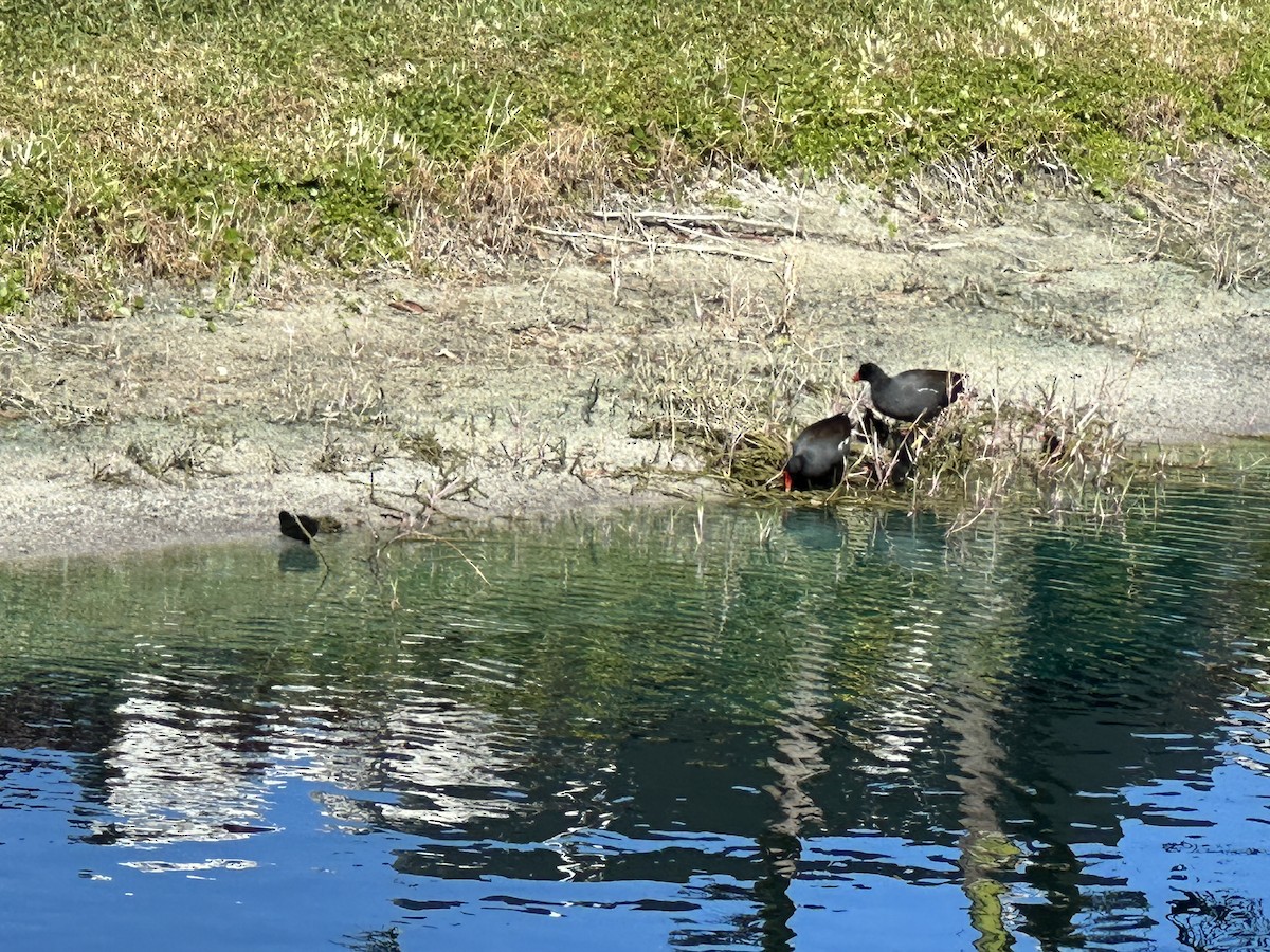 Common Gallinule (American) - ML616966091