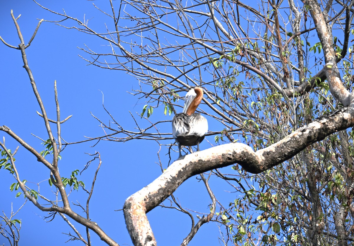 Brown Pelican - ML616966096