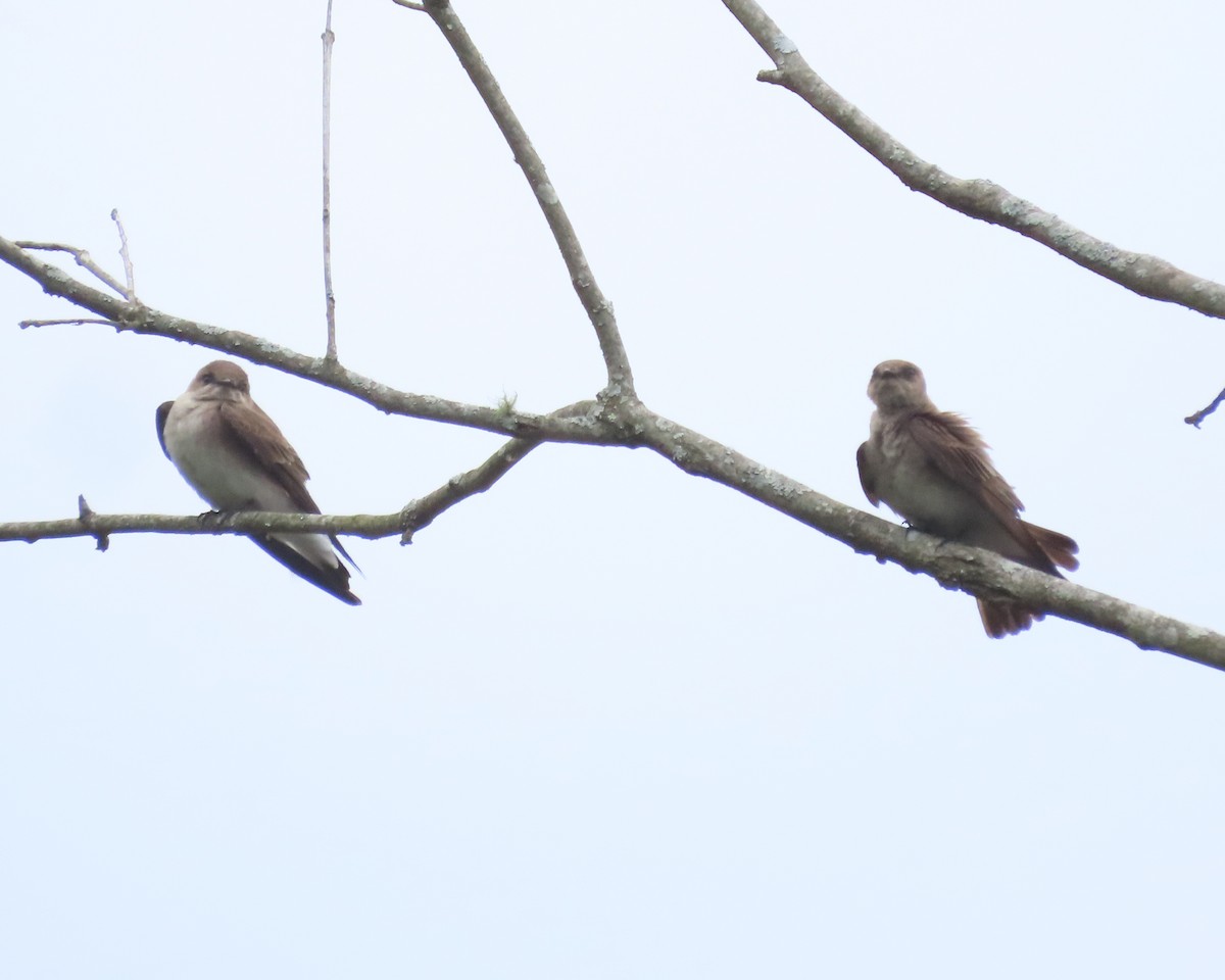 Northern Rough-winged Swallow - ML616966161