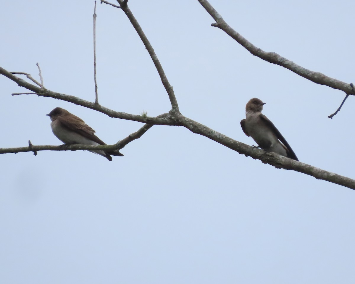 Northern Rough-winged Swallow - ML616966164