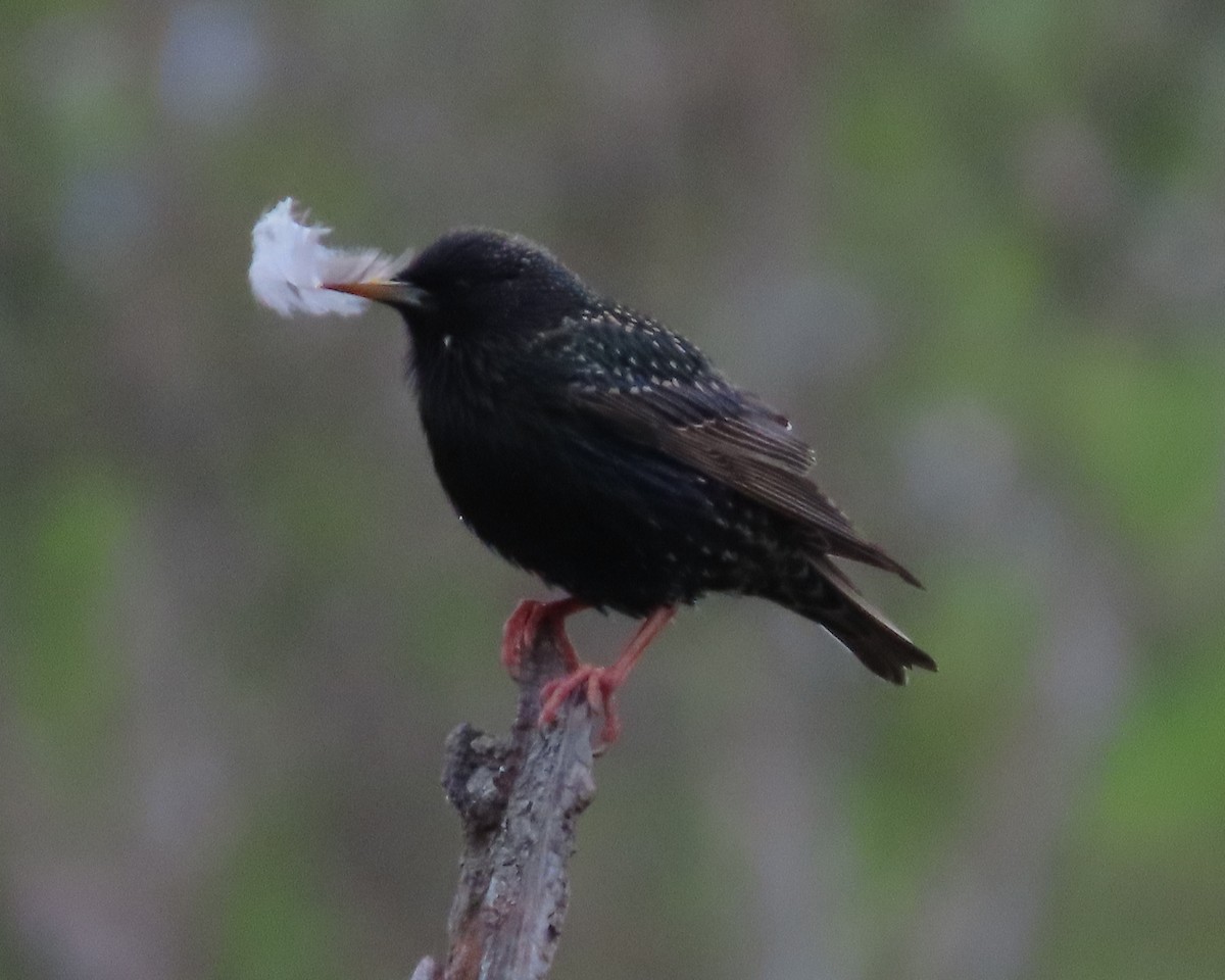 European Starling - ML616966169