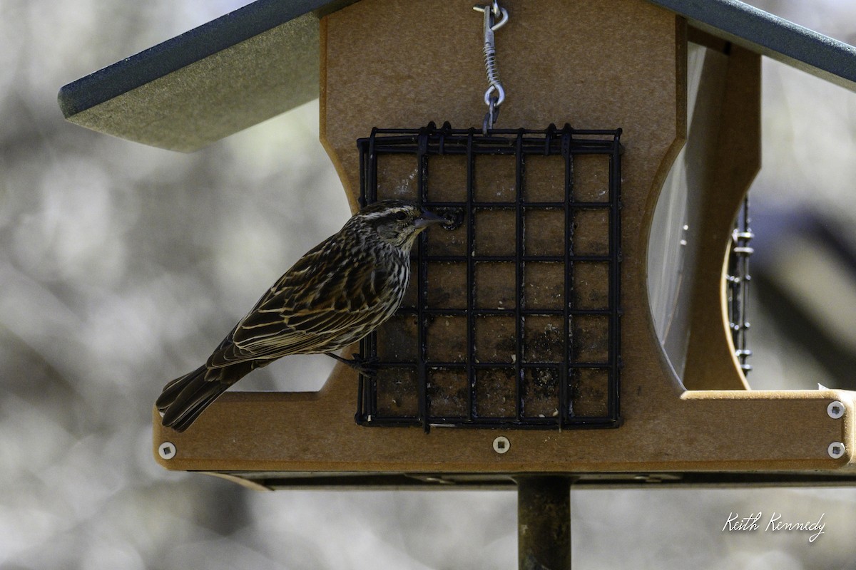 Red-winged Blackbird - ML616966171