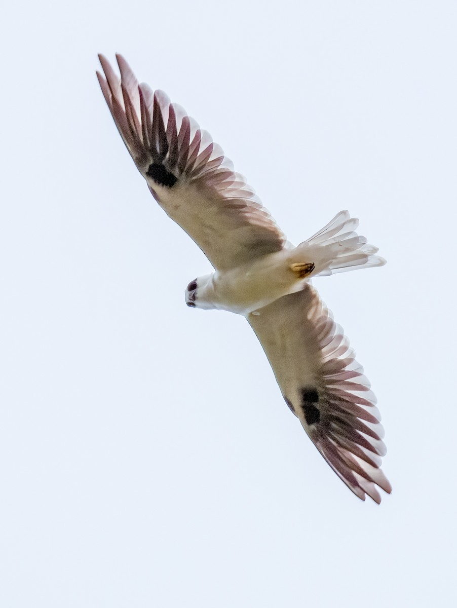 Black-shouldered Kite - ML616966221