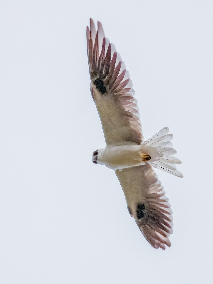 Black-shouldered Kite - ML616966223