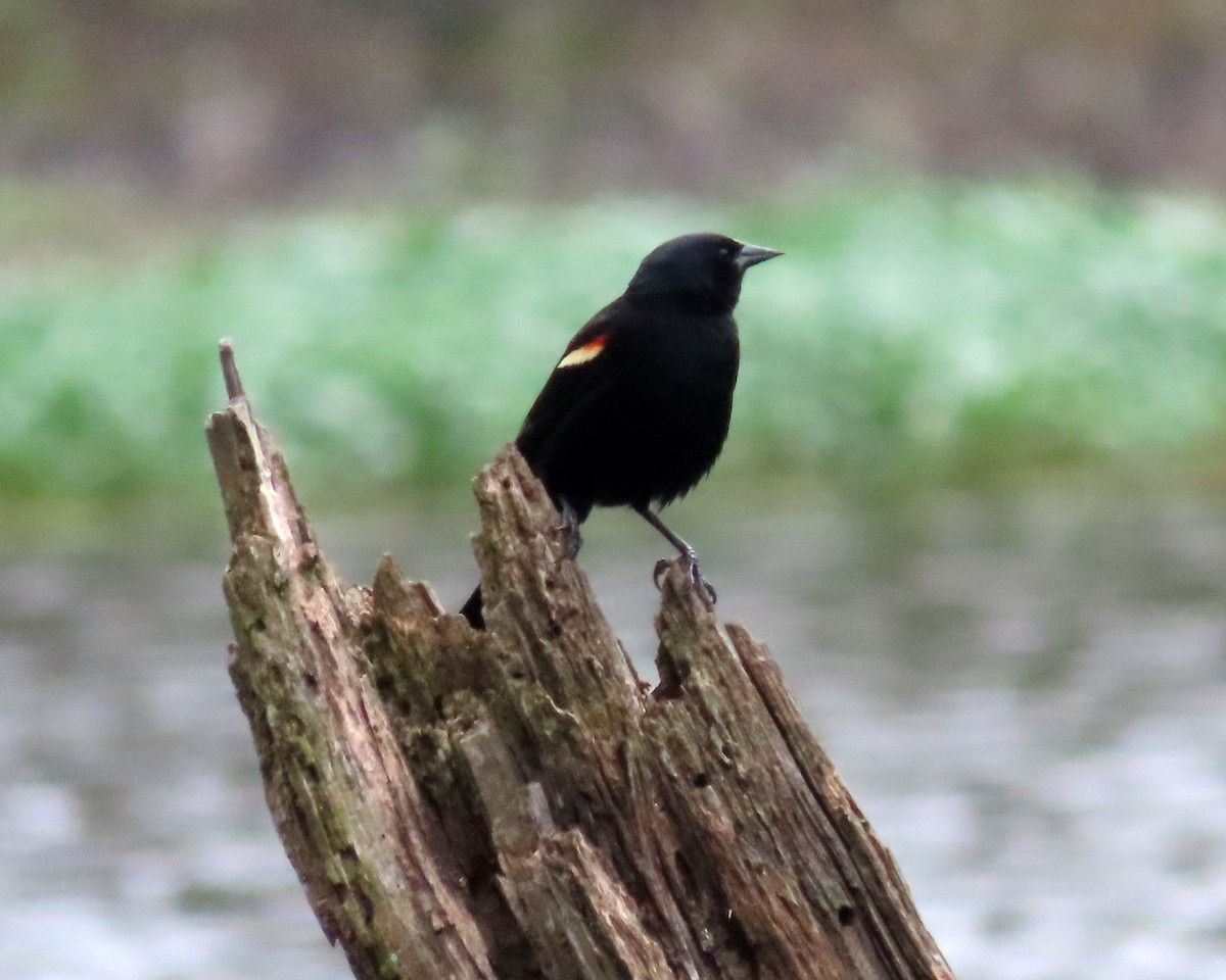 Red-winged Blackbird - ML616966280