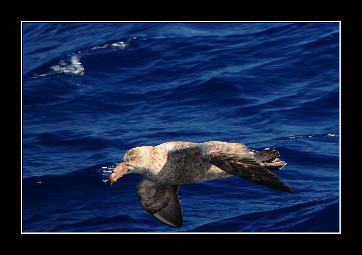 Southern/Northern Giant-Petrel - ML616966284