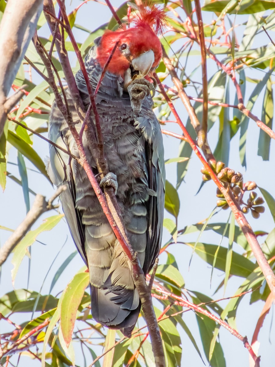 Gang-gang Cockatoo - ML616966297